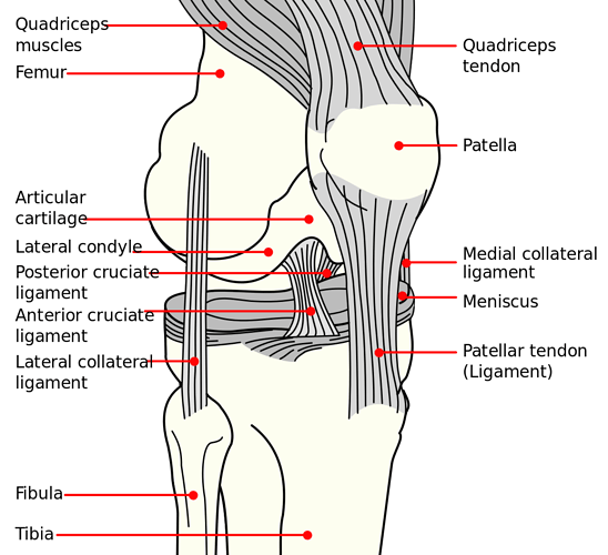 Knee_diagram